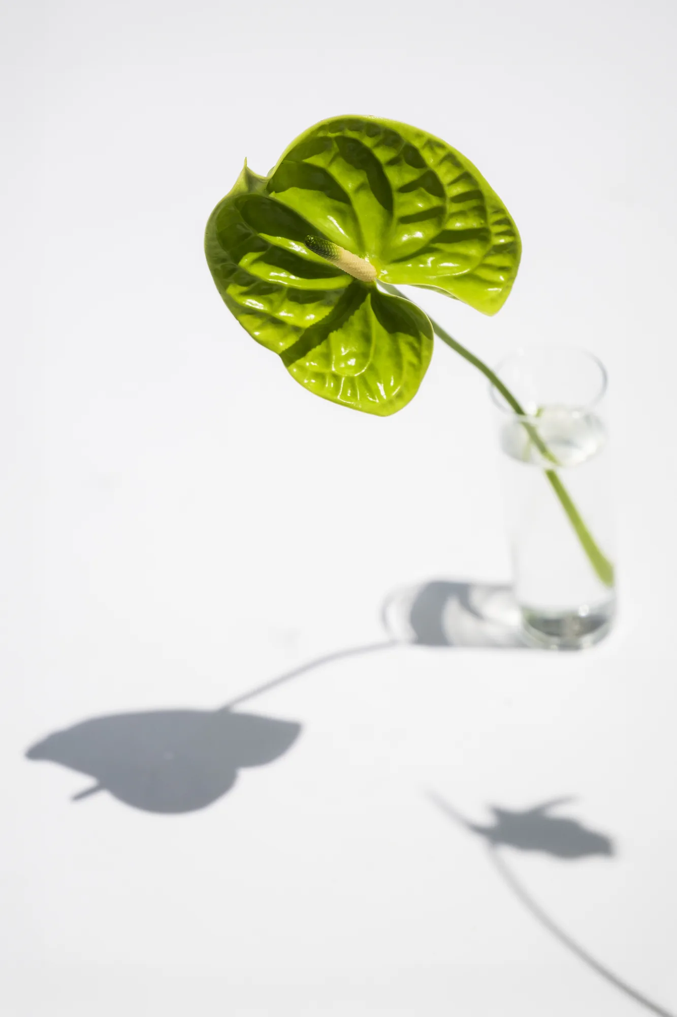 Green anthurium leaf and its shadow on a white wall